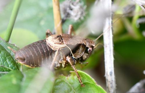 Réf. 268 653 : Pholidoptera griseoaptera